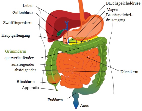 Illustration Bilnddarm