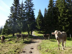 Kühe Kuhwiese Allgäu Panorama Marathon