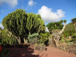 Botanischer Garten Tafira Las Palmas Gran Canaria