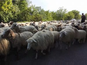 Schafe Herde Straße Telavi Georgien