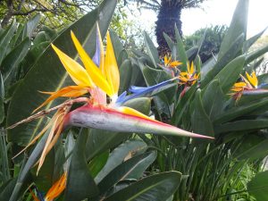 Estrelicia Pflanze Bird of Paradise Madeira