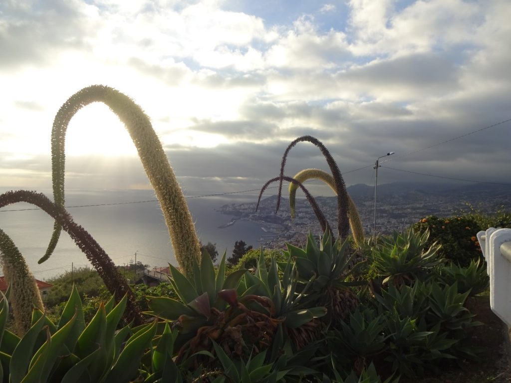Swan Neck Agave hängende Pflanze Madeira