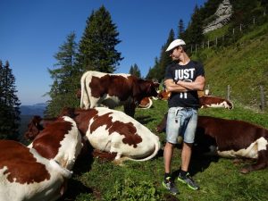 Kühe wandern Steinplatte Tirol Österreich
