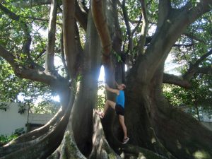 Auckland Park Baum klettern Nordinsel Neuseeland