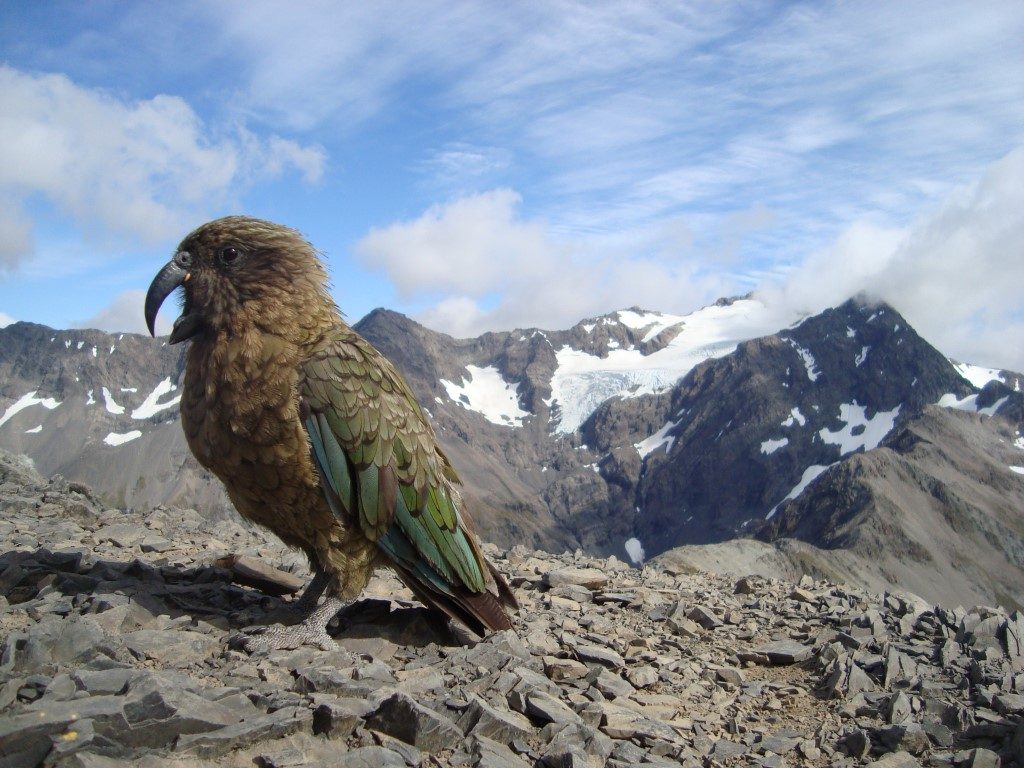 Kea Vogel Avalanche Peak Südinsel Neuseeland