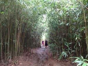 Bambus Trail Road to Hana Maui Hawaii