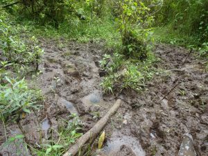 Blue Hole Trail Matsch Schlamm Kauai Hawaii