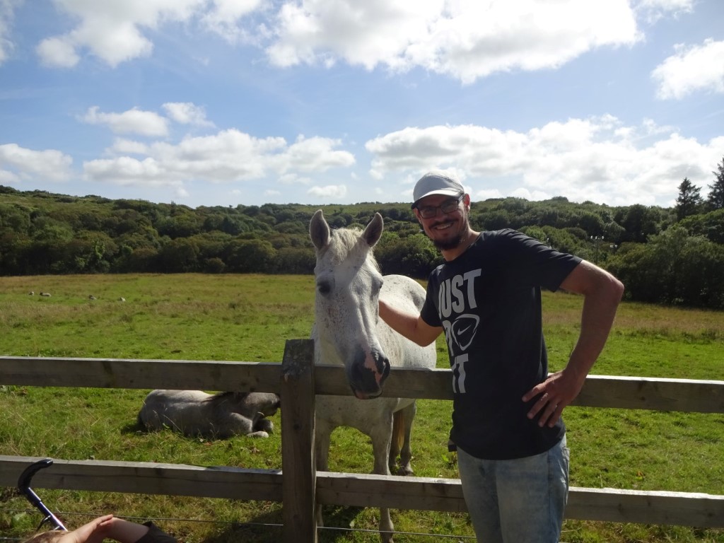 Connemara Pferd