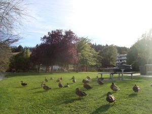 Wanaka Enten Südinsel Neuseeland