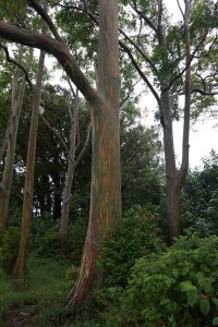 Eucalyptus Deglupta Road to Hana Maui Hawaii