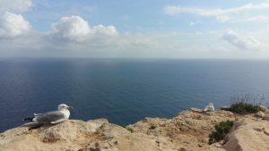 Möwe Leuchtturm Faro de Formentera