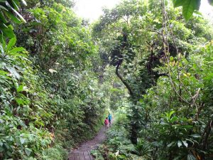 Trail Dschungel Road to Hana Maui Hawaii
