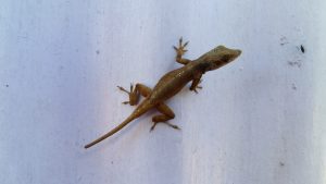 Gecko Fliege Jamaika