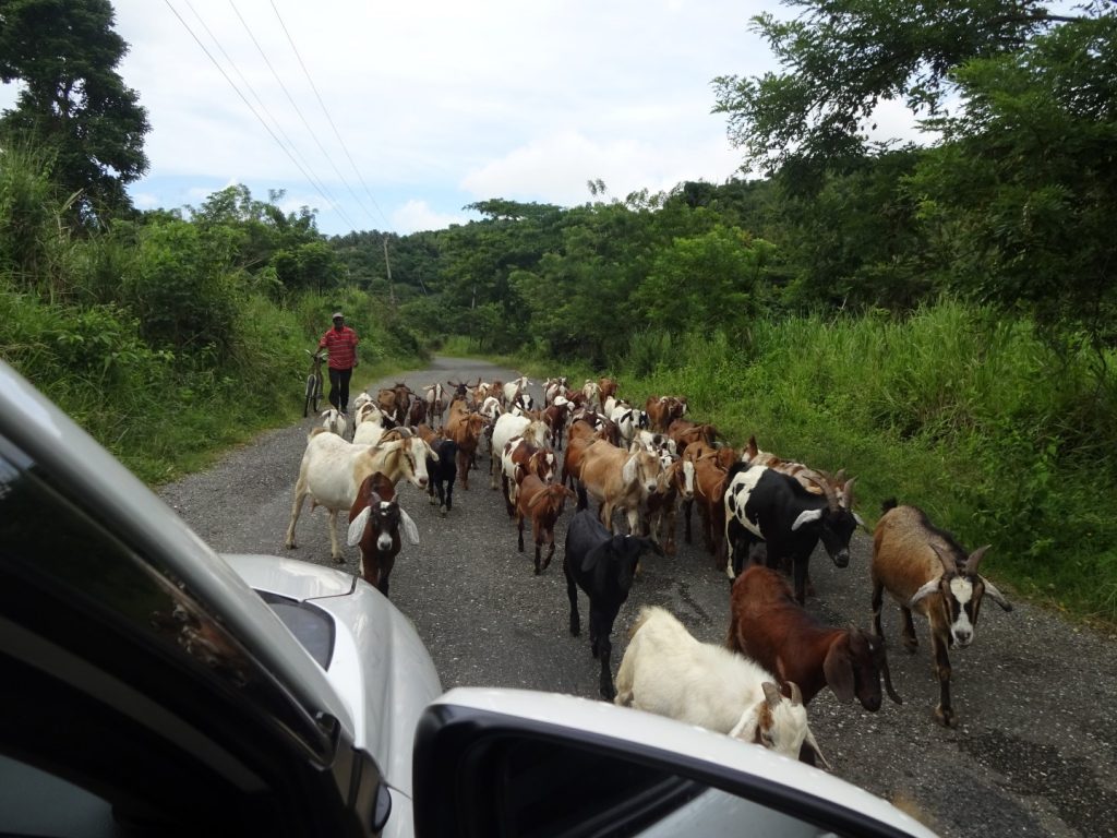 Ziegen Herde Jamaika