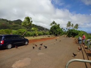 Huhn Hühner Touristen füttern Kauai Hawaii
