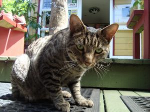 Bazil Hostel Katze Westport Südinsel Neuseeland