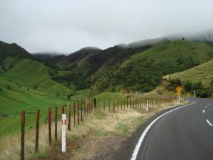 Matawai Schafe Nordinsel Neuseeland