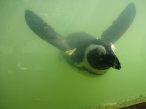 afrikanischer Pinguin SAMREC Bird House Südafrika