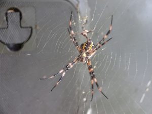 Kalalau Trail Spinne Na Pali Coast Kauai Hawaii