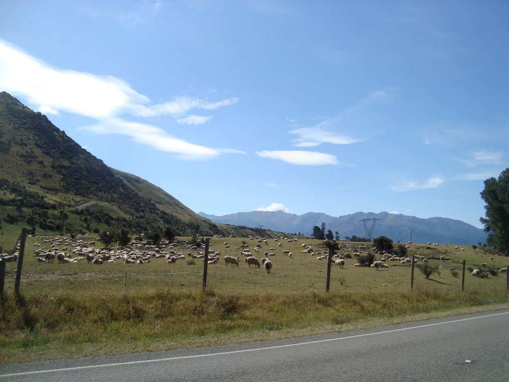 Schaf Schafe Hanmer Springs Südinsel Neuseeland