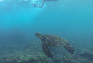 Schildkröte Maluaka Beach Maui Hawaii