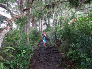 Wurzeln Wald Dschungel Maui Hawaii