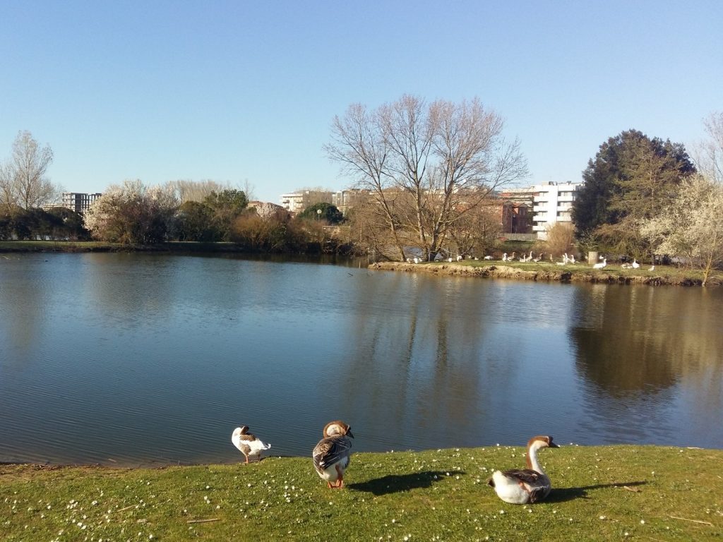 Parco di Levante Gänse Cesenatico Italien