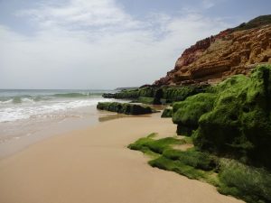 Algen Felsen Küste Salema Algarve Portugal