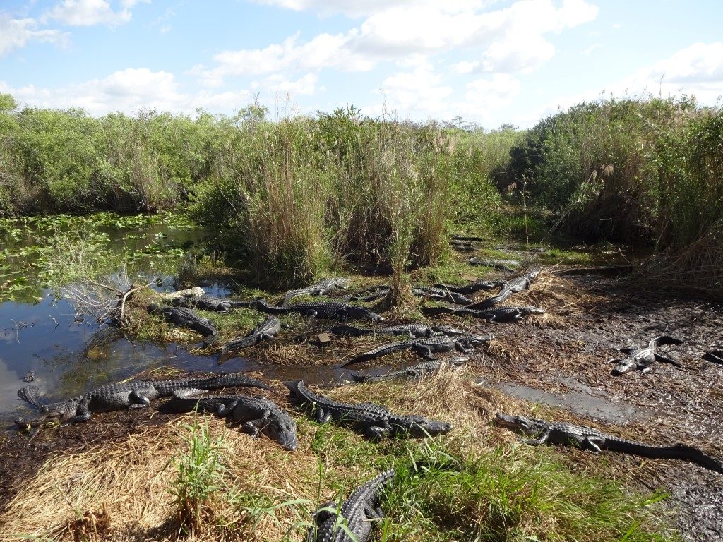 Alligator Krokodil Anhinga Trail Everglades Nationalpark Florida