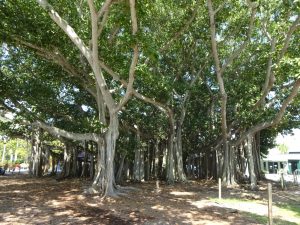 Banyan Baum Tree Stämme Edison Ford Winterresidenz Fort Myers Florida