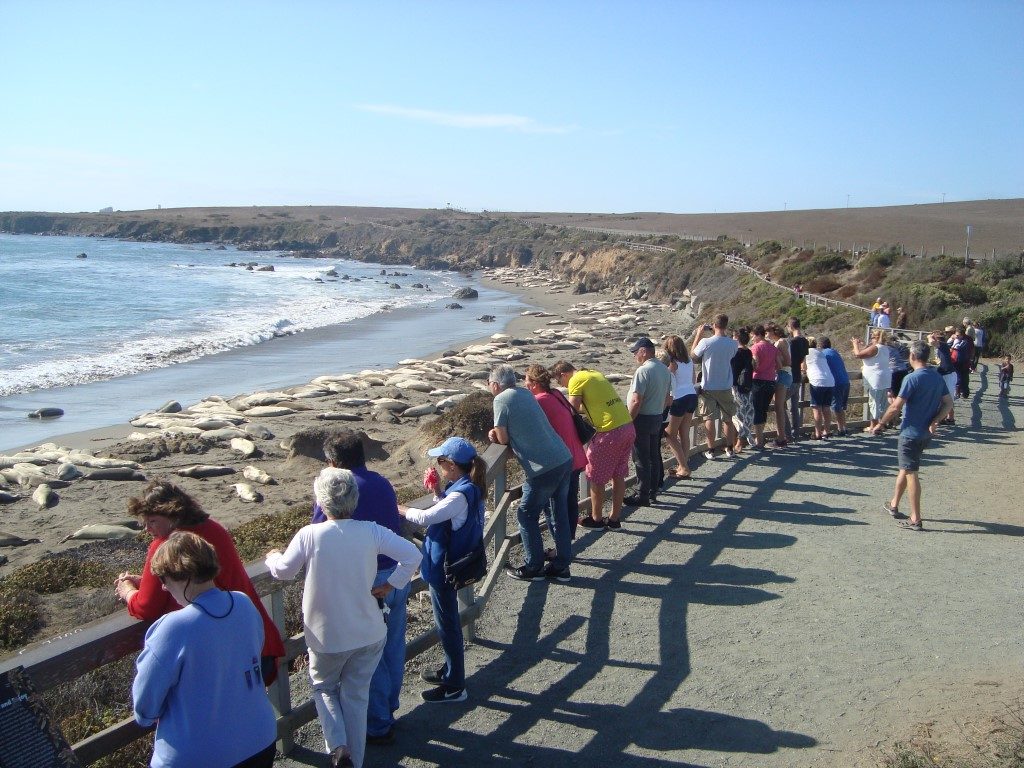 Seelöwen Strand California Sea Otter Game Refuge