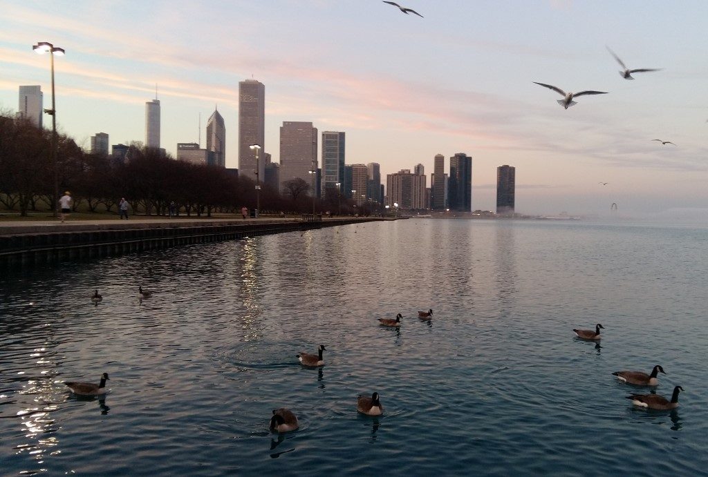 Chicago Skyline Lake Michigan Enten Gänse Illinois