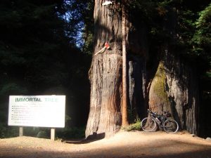 Avenue of Giants Redwoods Immortal Tree unsterblicher Baum Kalifornien
