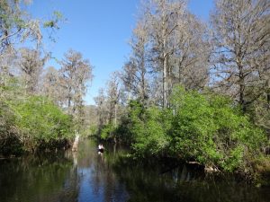 Lettuce Lake Park Boardwalk Tampa Florida