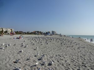 Möwe Strand Gang Meute Futter Florida