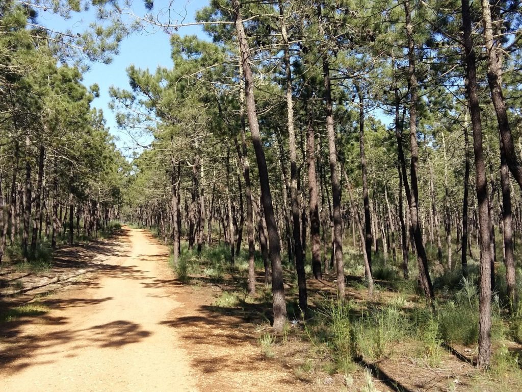 Pinienwald Joggen Laufen Monte Gordo Algarve Portugal