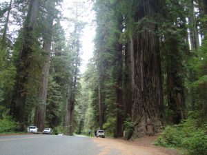 Avenue of Giants Redwoods Kalifornien