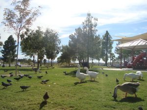 Sunset Park Las Vegas Enten Nevada