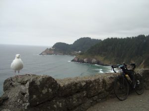 Touristen Möwe Vogel Tiere Kalifornien