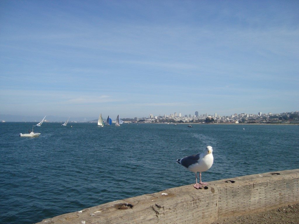 Touristen Möwe San Francisco