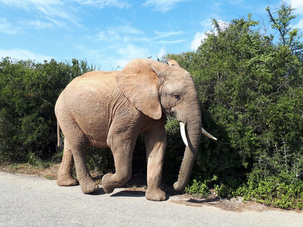 Addo Elephant Park Südafrika