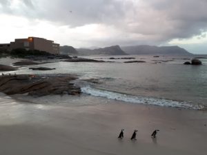 Boulders Beach Pinguine Südafrika