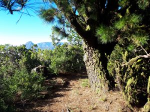 Lorbeerwald Transvulcania Trail La Palma Kanaren