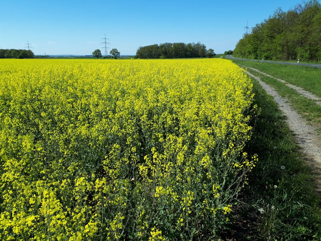 Raps Schwebheim Run Across Germany Deutschlandlauf