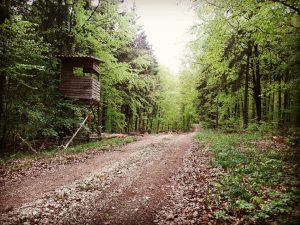 Wald Google Maps Run Across Germany Deutschlandlauf