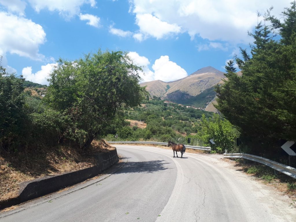 Pferd delle Parco Madonie Sizilien Italien