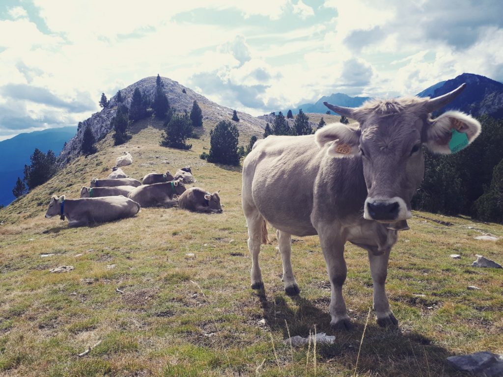 Kuh Kühe Moixero Naturpark