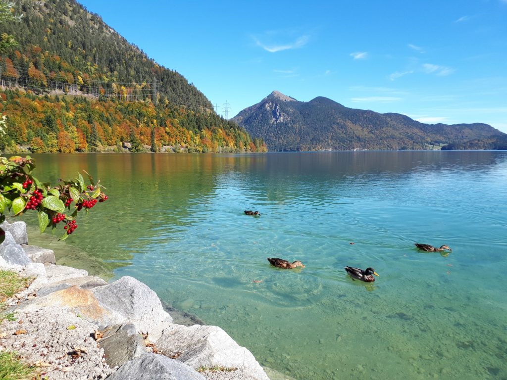 Enten Walchensee Voralpen