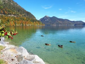 Enten Walchensee Voralpen