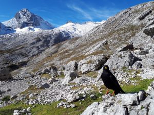 Alpendohle Knorrhütte Gatterl Tour Zugspitze Alpen